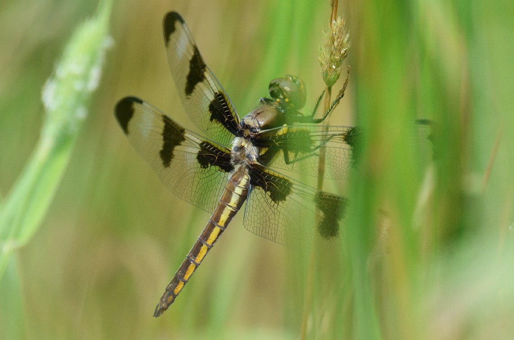 109 2013-06303578 Princeton, MA.JPG - Twelve-spotted Skimmer Dragonfly (Libellula pulchella).An afternoon at Jen Caswell's farm, Princeton, MA, 6-30-2013